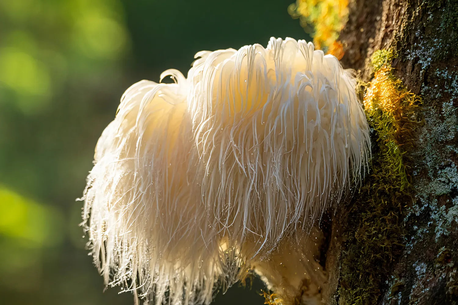 Lion's Mane