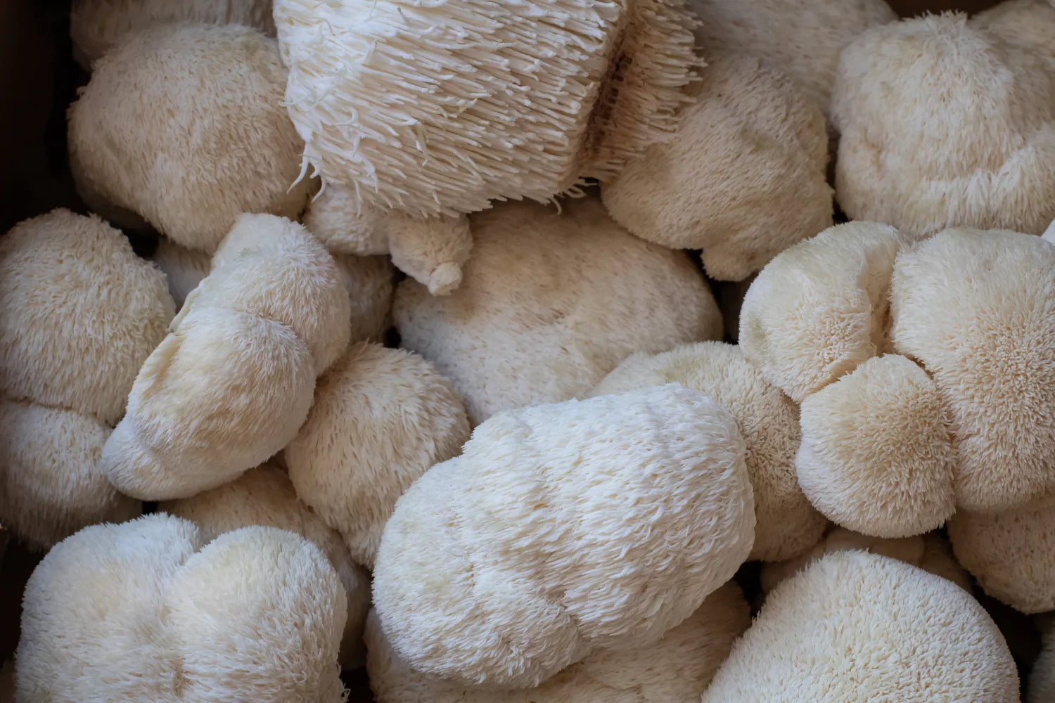List of 6 Adaptogens and Their Benefits